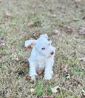 Mr Buster, a male Miniature Schnauzer for sale in Spartanburg, SC – Photo 2 of 5