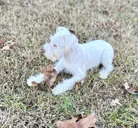 Mr Buster, a male Miniature Schnauzer for sale in Spartanburg, SC – Photo 5 of 5