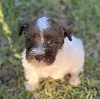 Mr LP(Liver Parti), a male Miniature Schnauzer for sale in Spartanburg, SC – 2 of 3