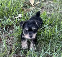 Ms Molly, a female Miniature Schnauzer and Yorkshire Terrier for sale in Spartanburg, SC – 5 of 5