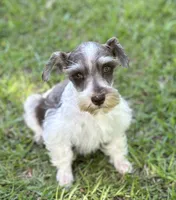 Mr Sweety (Liver Parti), a male Miniature Schnauzer for sale in Spartanburg, SC – 4 of 7