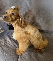 Cherry, a female Cockapoo for sale in Neenah, WI – 4 of 7