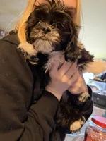 Meeko, a male Shih Tzu for sale in Neenah, WI – 5 of 5