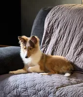 River, a female Shetland Sheepdog for sale in Neenah, WI – 2 of 5