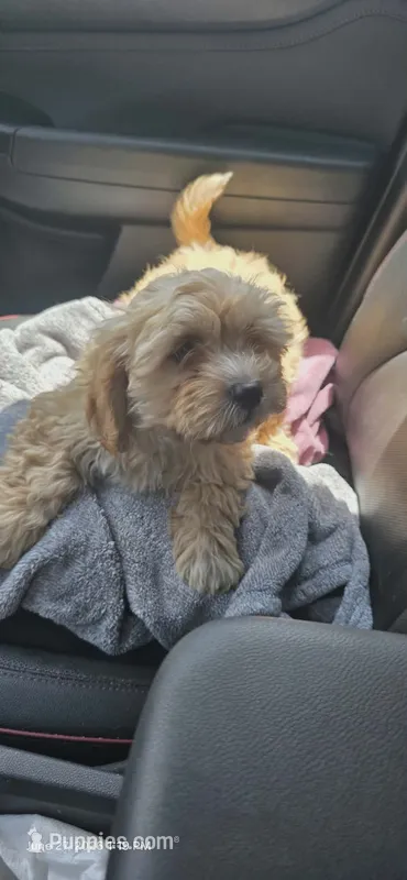 Latte – Cockapoo puppy for sale in Neenah, WI