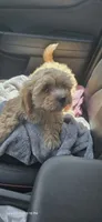 Latte, a male Cockapoo for sale in Neenah, WI – 1 of 4