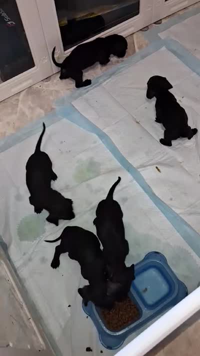 Puppy1, a male Dachshund and Chihuahua for sale in Neenah, WI – 3 of 3