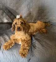 Cherry, a female Cockapoo for sale in Neenah, WI – 1 of 7