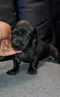 Maya, a female Chiweenie for sale in Neenah, WI – 5 of 6