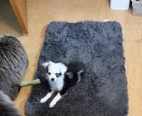 Phoenix , a female Toy Australian Shepherd for sale in Neenah, WI – 3 of 4