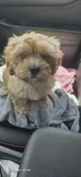 Latte, a male Cockapoo for sale in Neenah, WI – 3 of 4