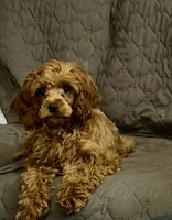 Cherry, a female Cockapoo for sale in Neenah, WI – 5 of 7