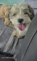 Brandi, a female Cockapoo for sale in Neenah, WI – 2 of 4