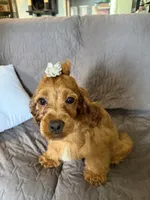 Cherry, a female Cockapoo for sale in Neenah, WI – 5 of 7