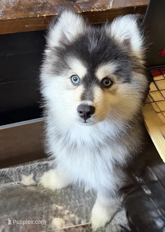 Niko – Pomsky puppy for sale in Neenah, WI