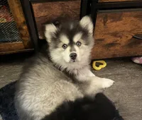 Niko, a male Pomsky for sale in Neenah, WI – 2 of 2