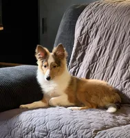 River, a female Shetland Sheepdog for sale in Neenah, WI – 3 of 5