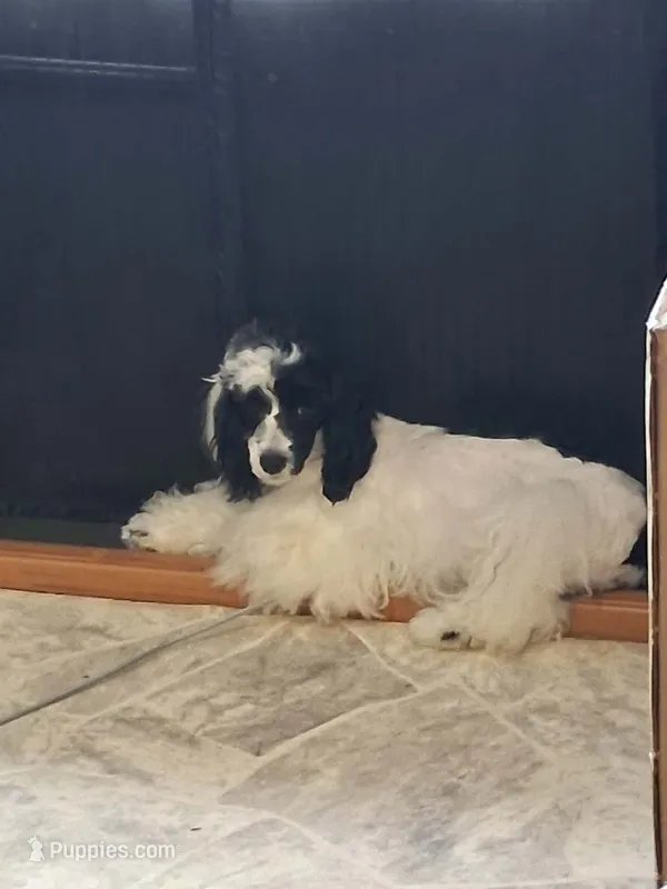 Panda, a female Cockapoo for sale in Neenah, WI – 1 of 6