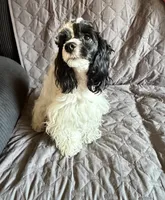Panda, a female Cockapoo for sale in Neenah, WI – 3 of 6