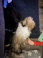 Lady, a female Shih Tzu for sale in Neenah, WI – 3 of 3