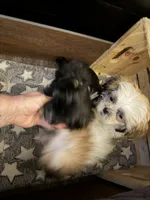 Lady, a female Shih Tzu for sale in Neenah, WI – 2 of 3