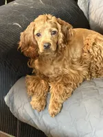 Cherry, a female Cockapoo for sale in Neenah, WI – 2 of 7