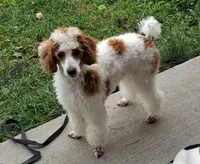 Kiko, a male Poodle - Miniature  for sale in Neenah, WI – 2 of 2
