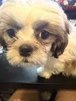 Lily, a female Shih Tzu for sale in Neenah, WI – 2 of 4