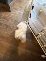 Lily, a female Shih Tzu for sale in Neenah, WI – 4 of 4