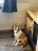 River, a female Shetland Sheepdog for sale in Neenah, WI – 5 of 5
