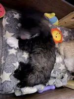Meeko, a male Shih Tzu for sale in Neenah, WI – 3 of 5