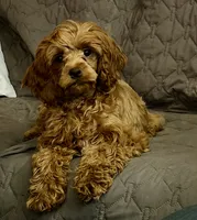 Cherry, a female Cockapoo for sale in Neenah, WI – 3 of 7
