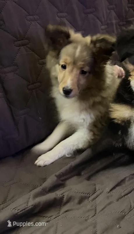 Lainey – Shetland Sheepdog puppy for sale in Neenah, WI