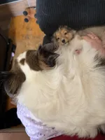 Lainey, a female Shetland Sheepdog for sale in Neenah, WI – Photo 3 of 3