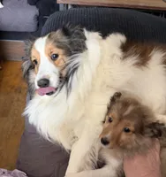 Lainey, a female Shetland Sheepdog for sale in Neenah, WI – Photo 2 of 3