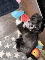 Meeko, a male Shih Tzu for sale in Neenah, WI – 1 of 5