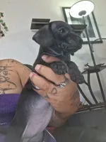Maya, a female Chiweenie for sale in Neenah, WI – 1 of 6