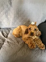 Cherry, a female Cockapoo for sale in Neenah, WI – 6 of 7