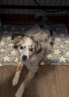 Ember, a female Miniature Australian Shepherd for sale in Neenah, WI – Photo 1 of 4