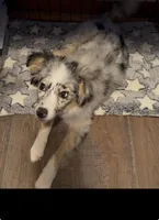 Ember, a female Miniature Australian Shepherd for sale in Neenah, WI – Photo 2 of 4