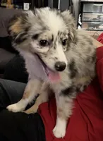 Ember, a female Miniature Australian Shepherd for sale in Neenah, WI – Photo 3 of 4