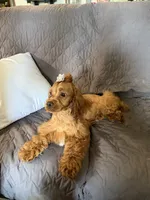 Cherry, a female Cockapoo for sale in Neenah, WI – 3 of 7