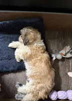 Brandi, a female Cockapoo for sale in Neenah, WI – 3 of 4