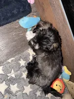 Meeko, a male Shih Tzu for sale in Neenah, WI – 2 of 5