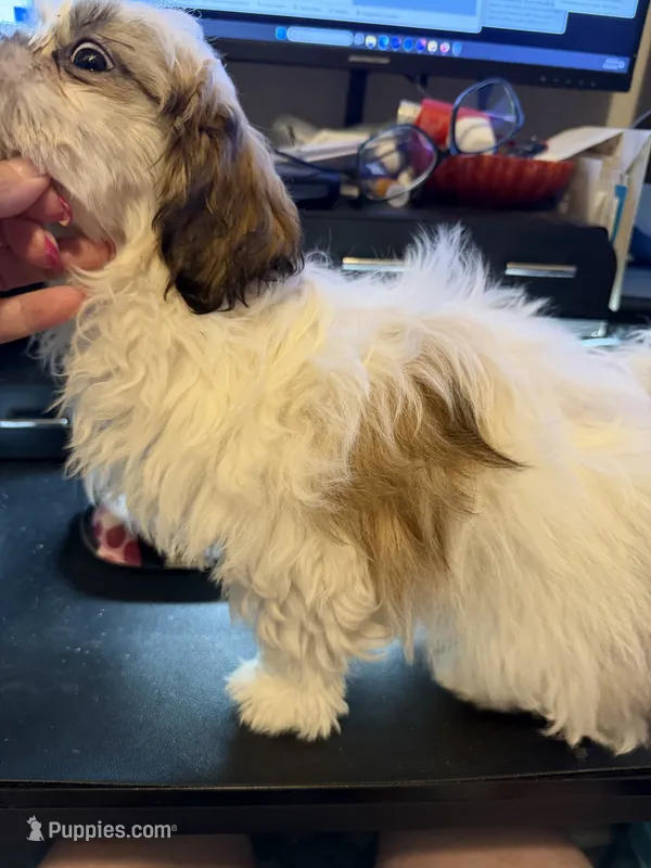 Lily – Shih Tzu puppy for sale in Neenah, WI