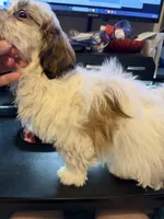 Lily, a female Shih Tzu for sale in Neenah, WI – 1 of 4