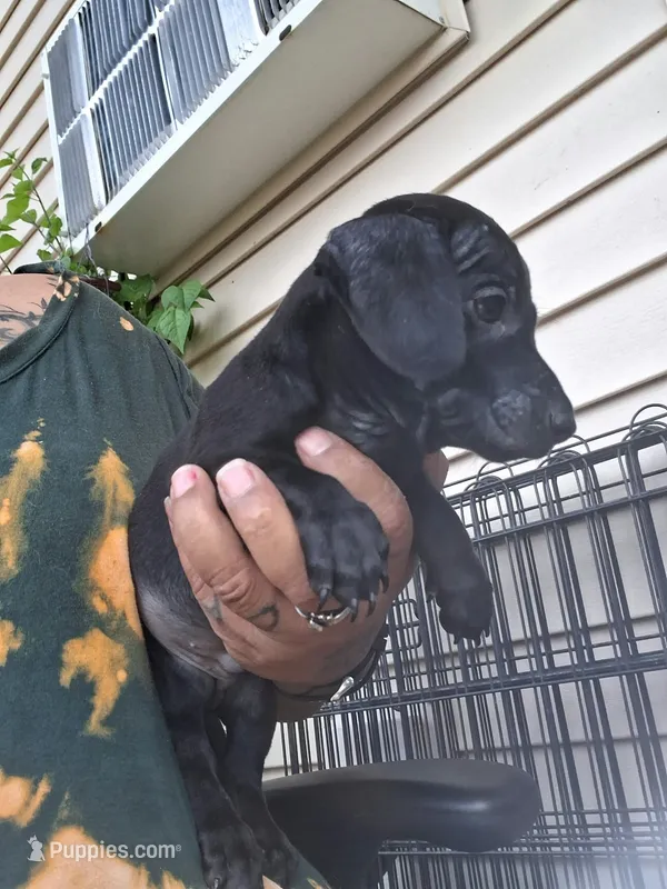 Oscar – Chiweenie puppy for sale in Neenah, WI
