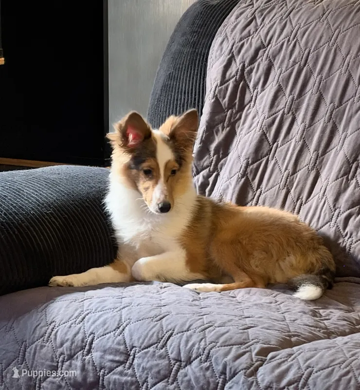 River – Shetland Sheepdog puppy for sale in Neenah, WI