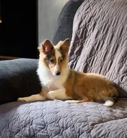 River, a female Shetland Sheepdog for sale in Neenah, WI – 1 of 5