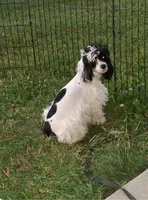 Panda, a female Cockapoo for sale in Neenah, WI – 2 of 6
